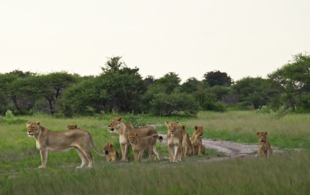 Self Drive Safari Botswana Chobe 4x4