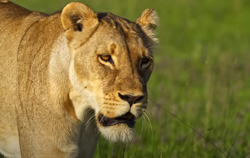 Self Drive Safari Botswana Chobe 4x4