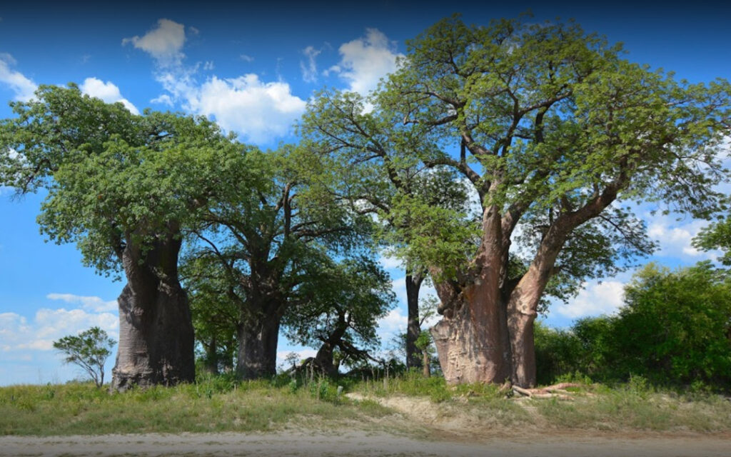 Camping Botswana Baines Baobab