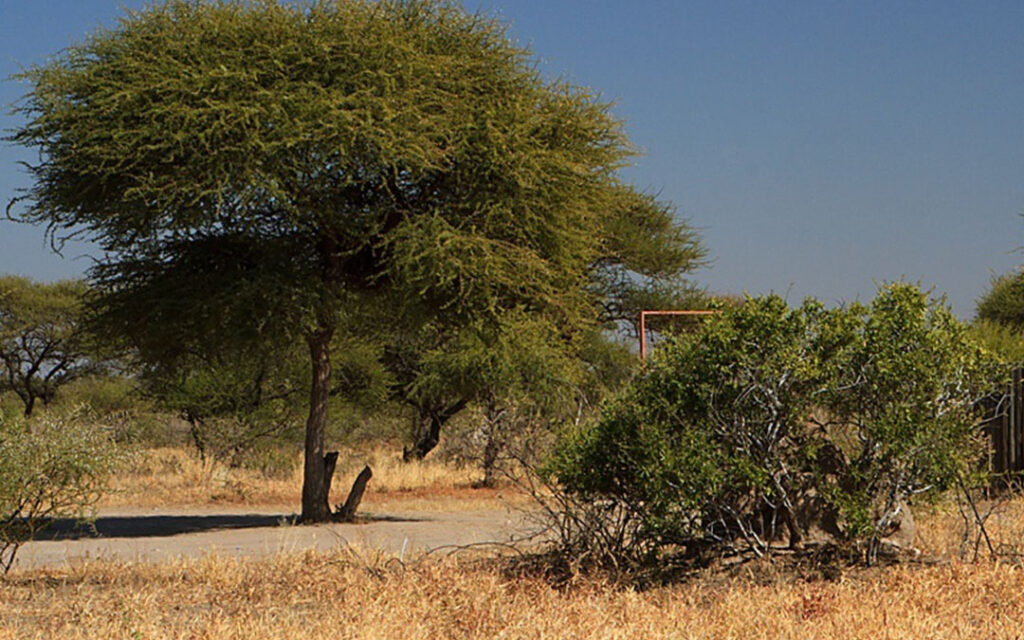 Kori Camp