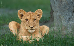 Self Drive Safari Botswana