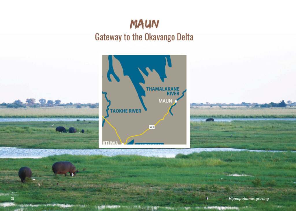 Maun