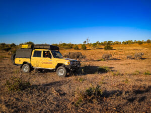 Passing by a herd of elephants.