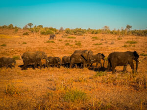 Herd of elephants on the move.